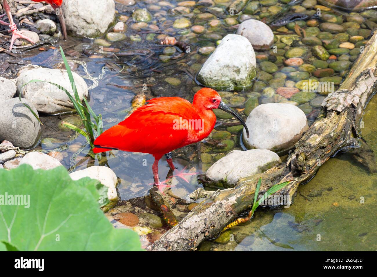 Scarlet Ibis in bird aviary at ZSL London Zoo, Regent's Park, City of Westminster, Greater London, England, United Kingdom Stock Photo