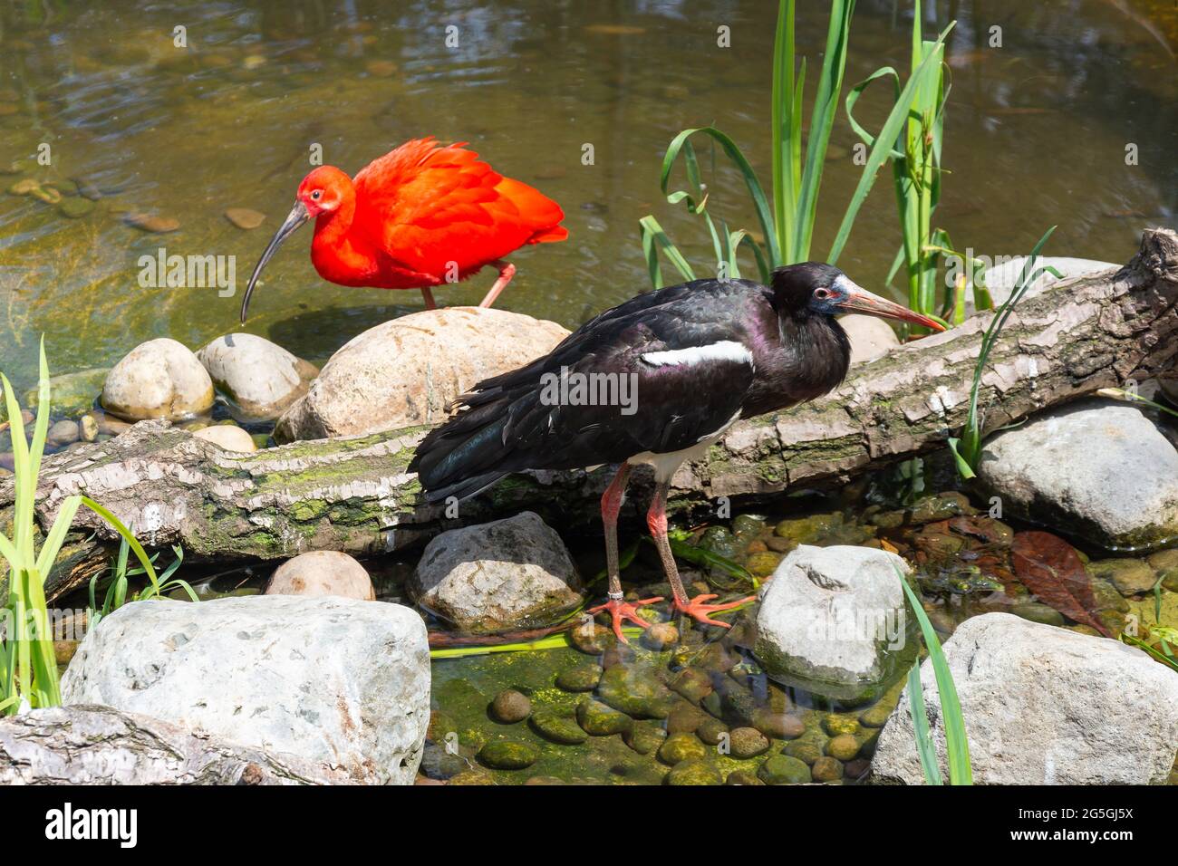 Scarlet Ibis and Abdim's Stock birds in bird aviary at ZSL London Zoo, Regent's Park, City of Westminster, Greater London, England, United Kingdom Stock Photo