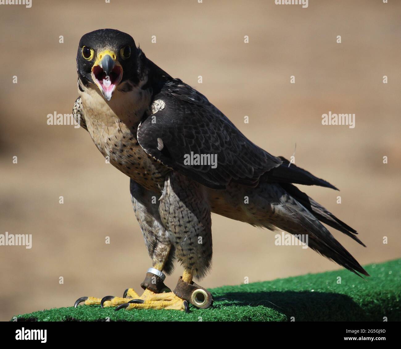 Peregrine Falcon squawking into the camera Stock Photo