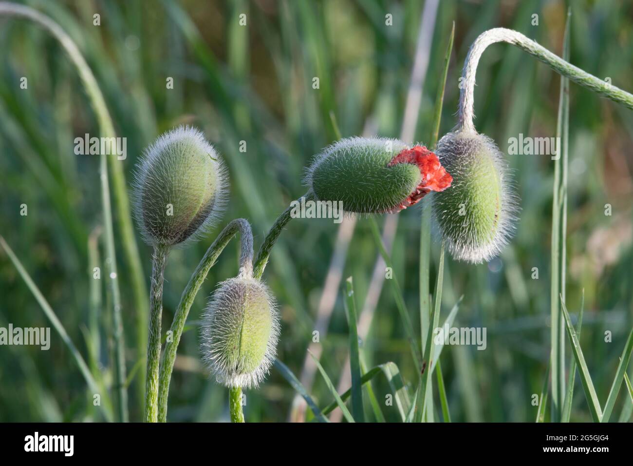Detail of Hairy Oriental Poppy (Papaver Orientale) Buds, Opening and Unopened Stock Photo