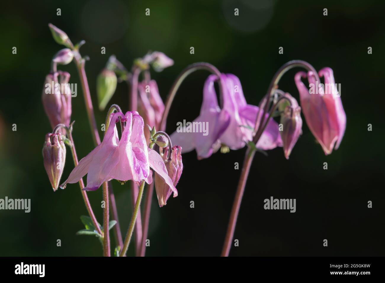 Purple Buds and Flowerheads of Aquilegia Vulgaris (Columbine, or Granny's Bonnet) in Detail Stock Photo