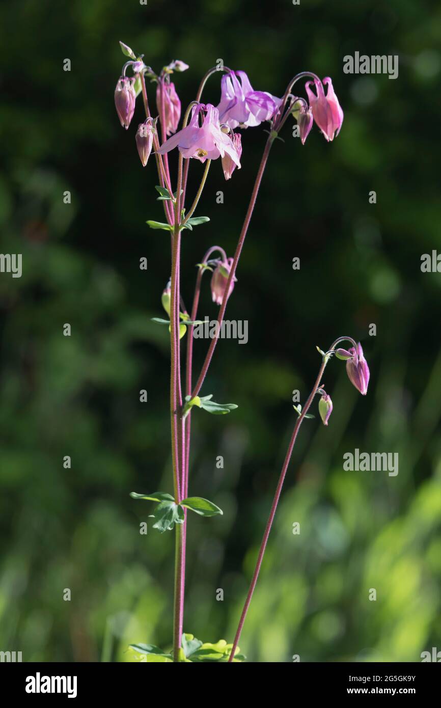 Long Stalks of Aquilegia Vulgaris, (Granny's Bonnet or Columbine) Bearing Pinkish Mauve Flowerheads Stock Photo