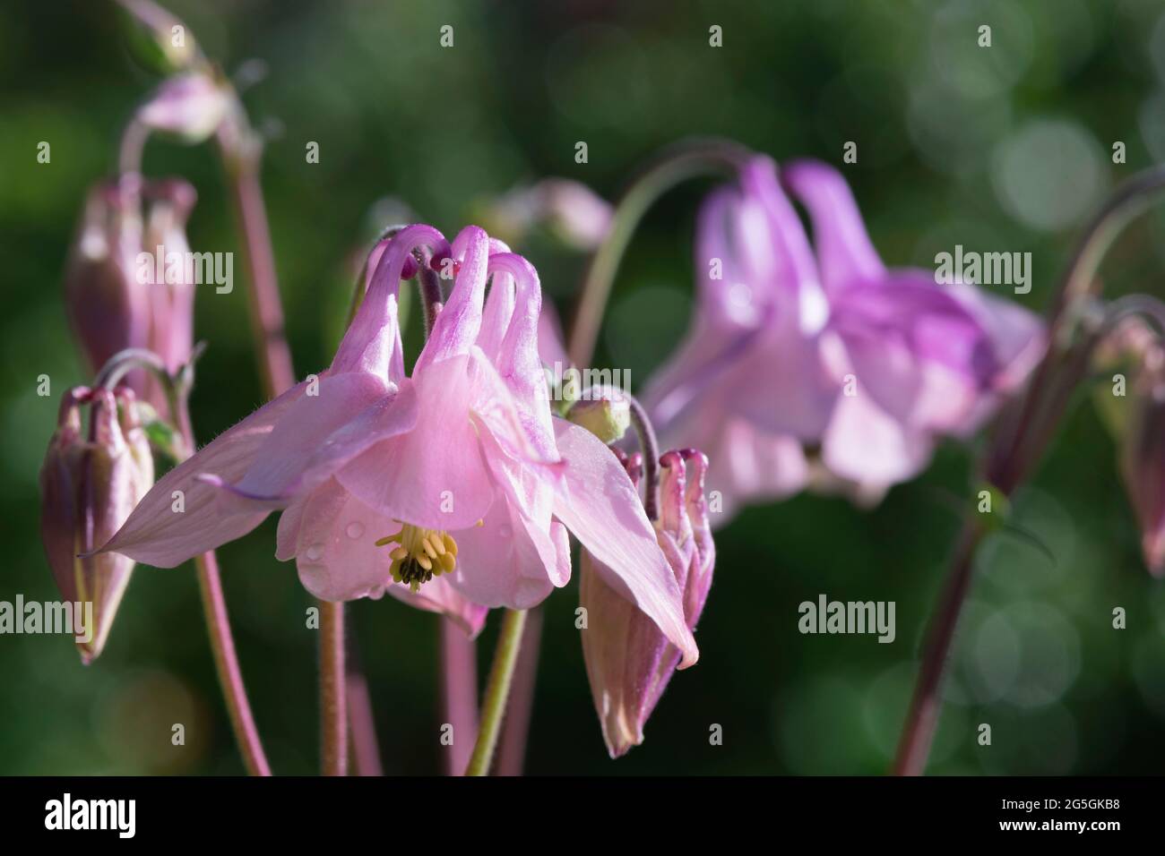 A Close-Up of Pinkish Purple Granny's Bonnet (Aquilegia Vulgaris)  Flowerheads in Sunshine Stock Photo