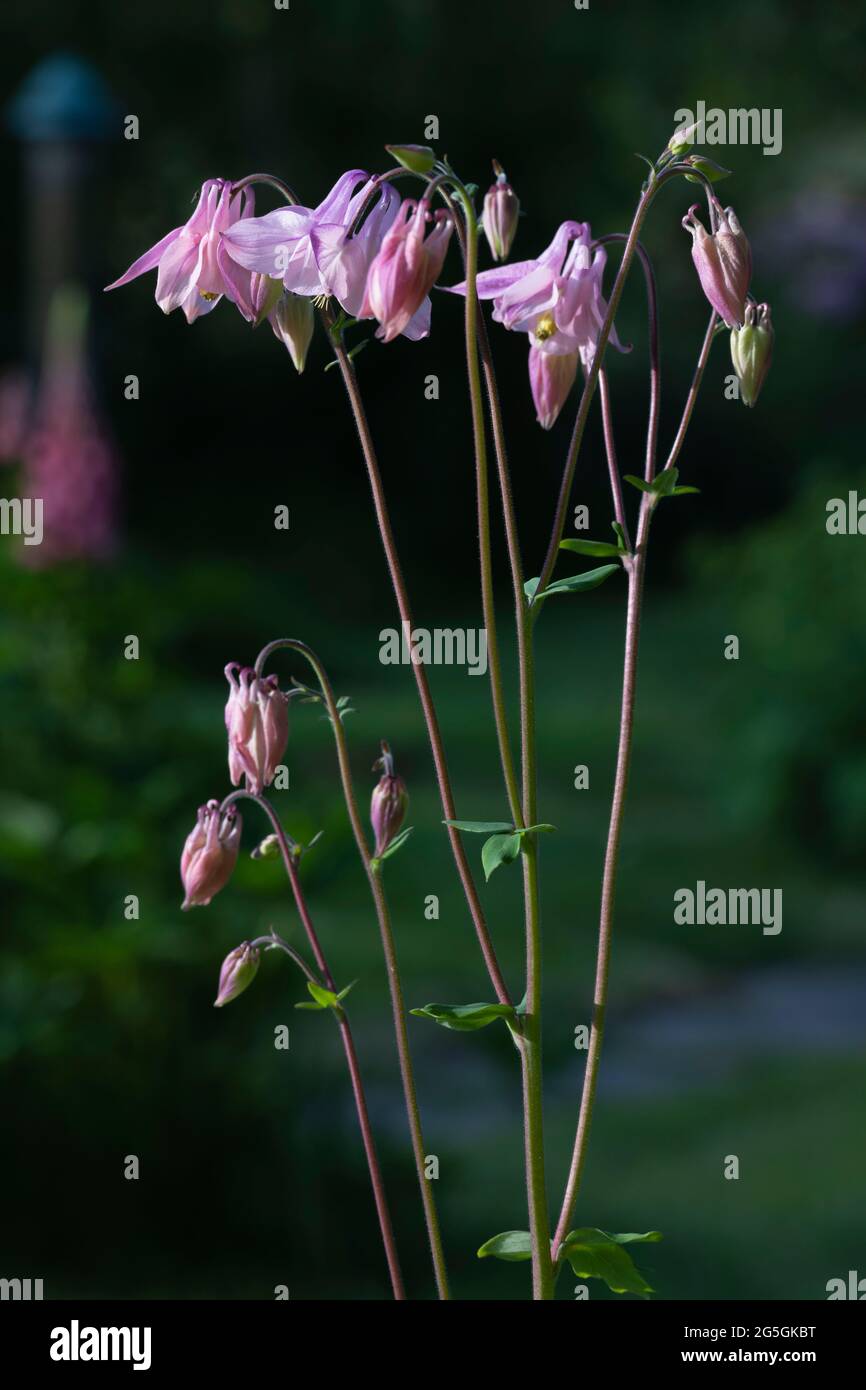 Sunlight on the Flowers of Common Columbine (Aquilegia Vulgaris) in a Scottish Garden Stock Photo