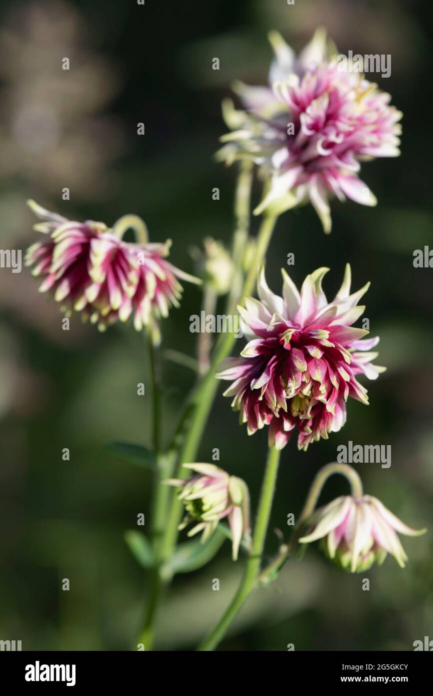 Pompom Flowerheads of Aquilegia Vulgaris 'Nora Barlow' (commonly Columbine or Granny's Bonnet) with Double Flowers of Red, Pink and White Petals Stock Photo