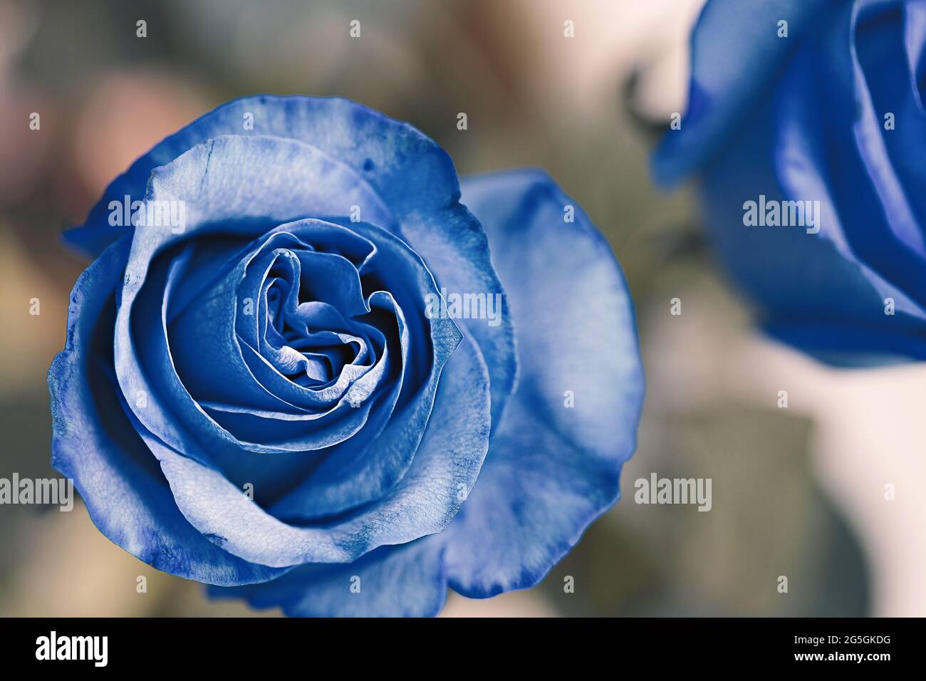 gorgeous blue rose on a light background Stock Photo
