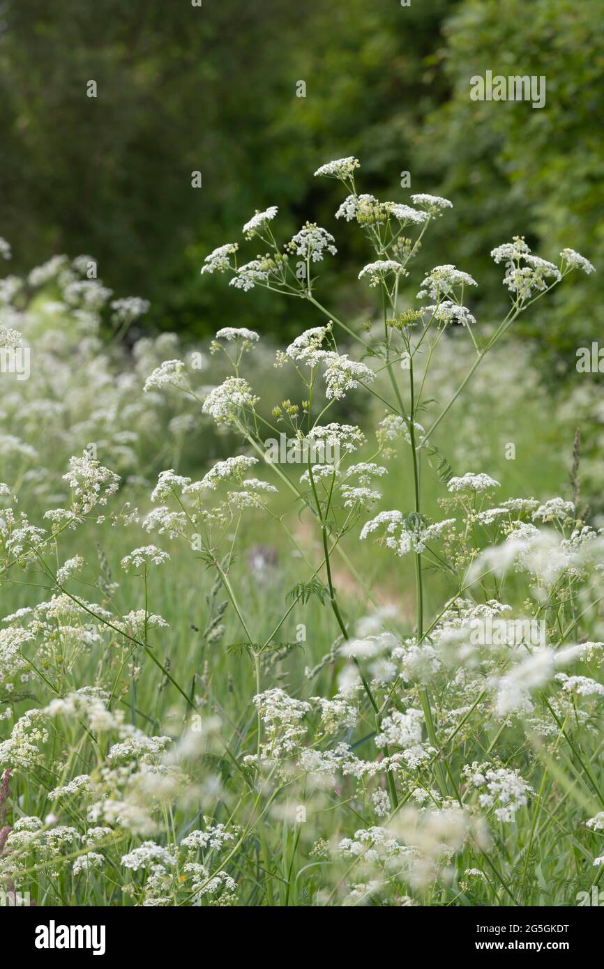Cow Parsley (Anthriscus Sylvestris) Bordering a Grassy Path Through a Meadow Stock Photo