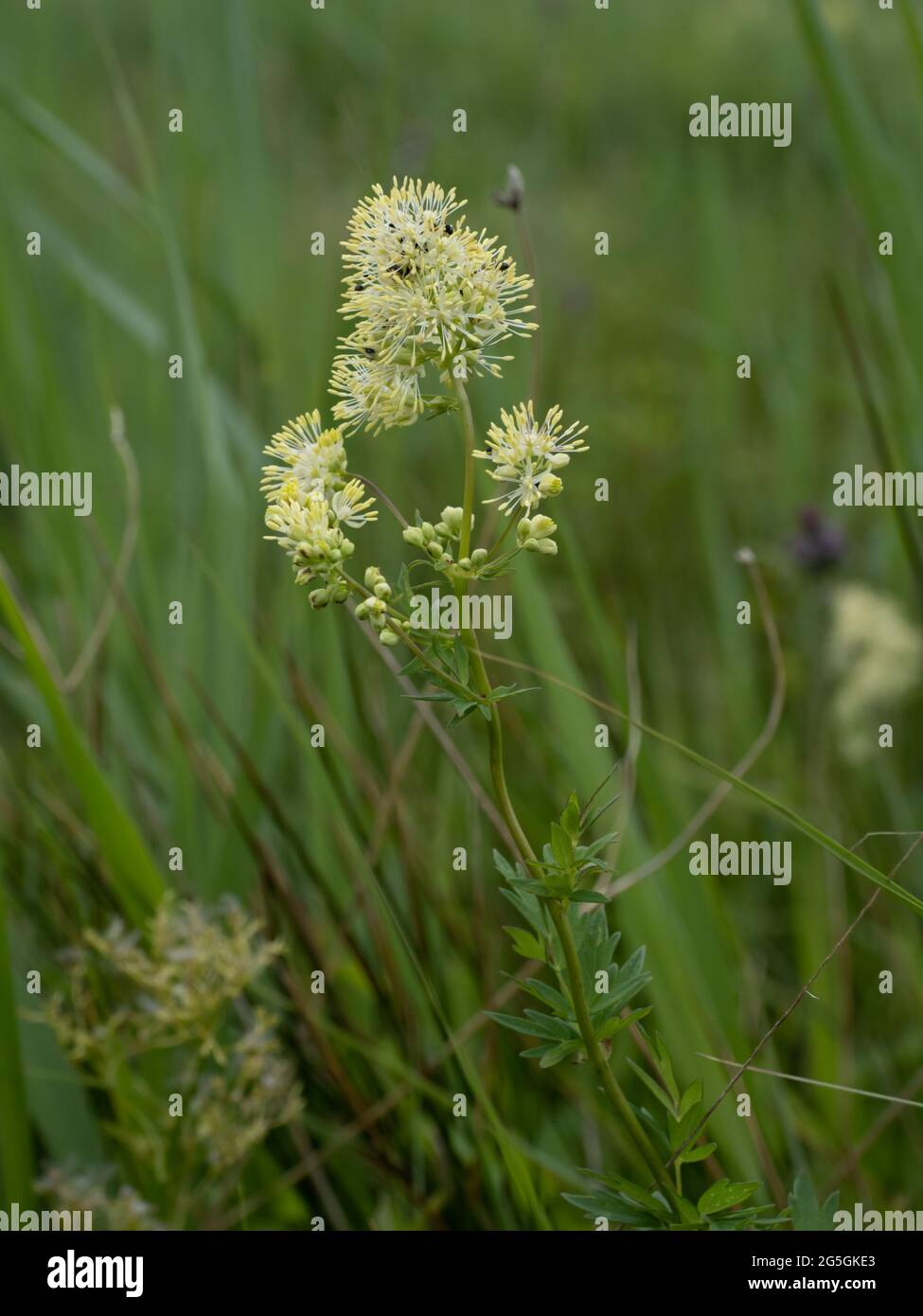 Thalictrum flavum, known as common meadow-rue, and yellow meadow-rue. Stock Photo