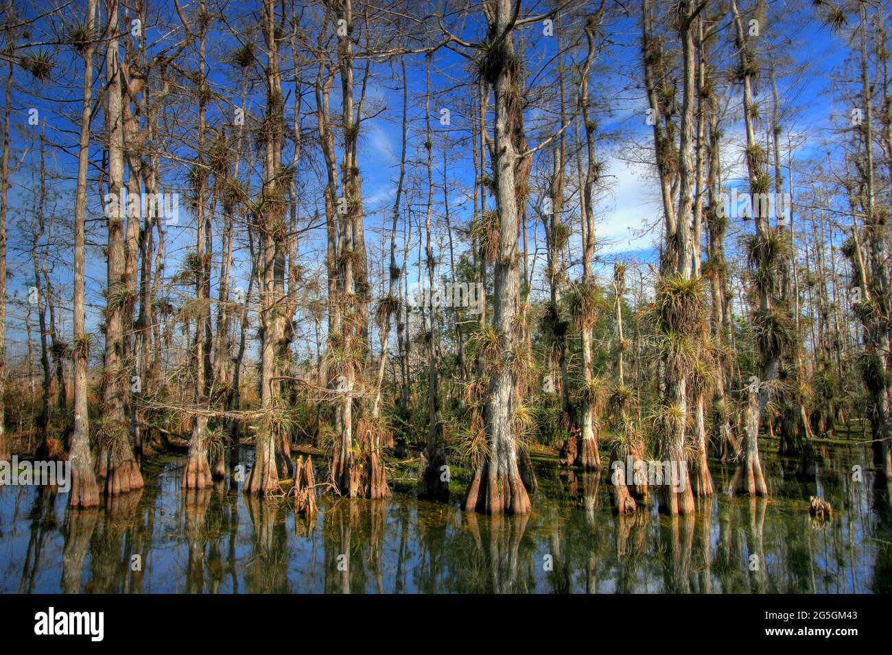 Bald Cypress trees, Taxodium distichum, in Big Cypress National Preserve, Florida Stock Photo