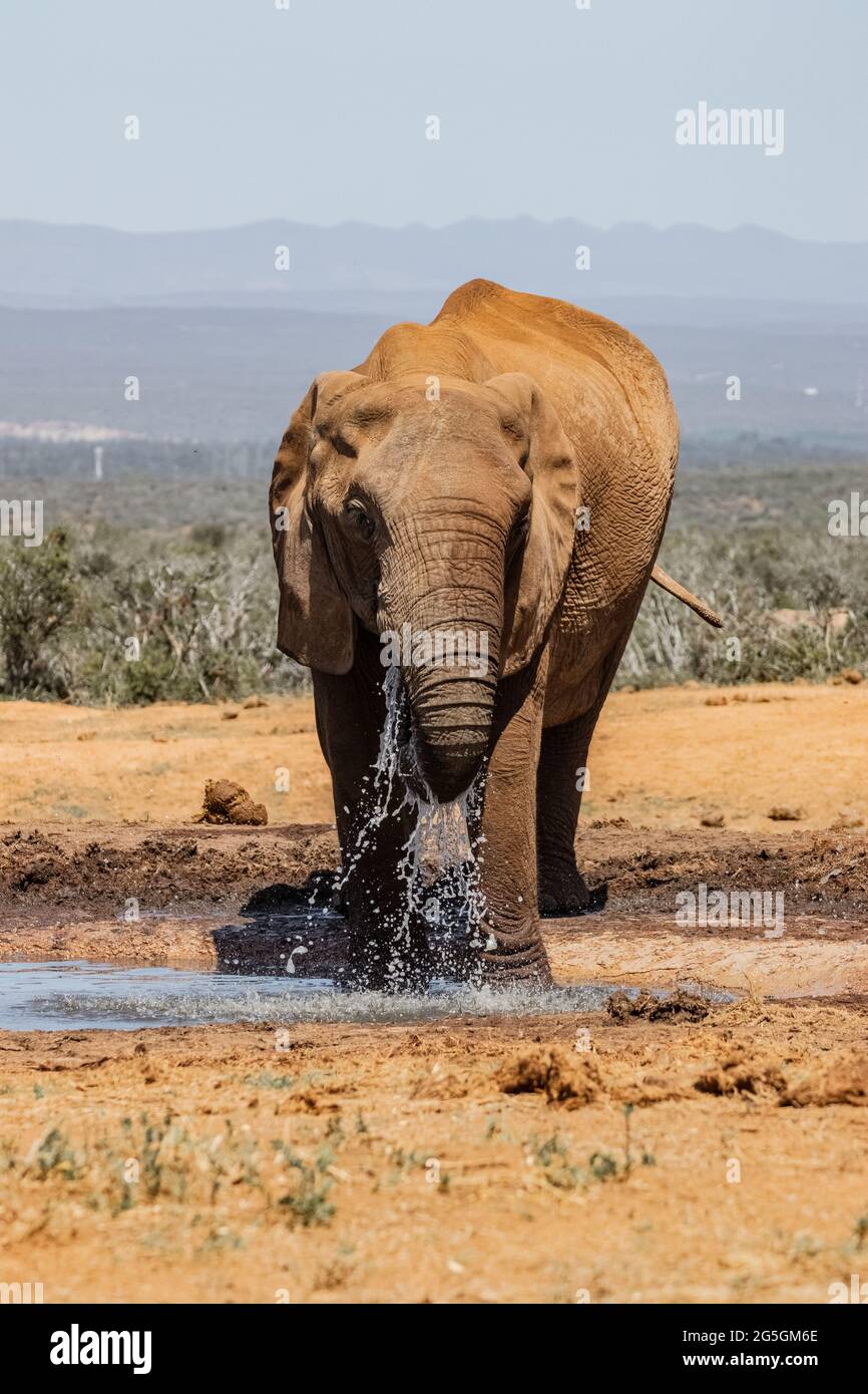 African elephant drinking water Stock Photo