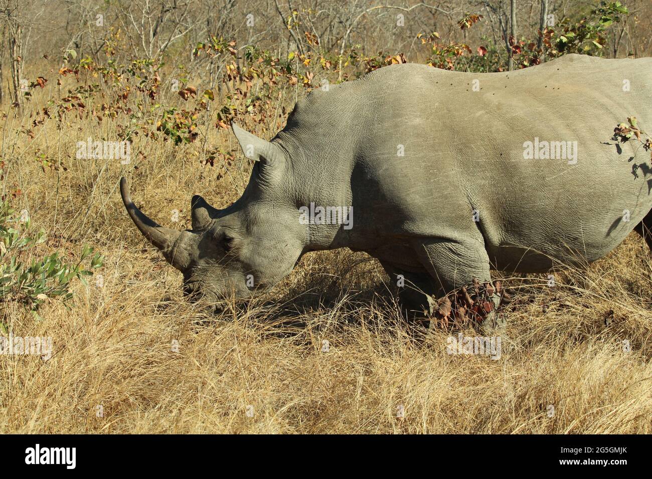 White rhino grazing profile shot Stock Photo