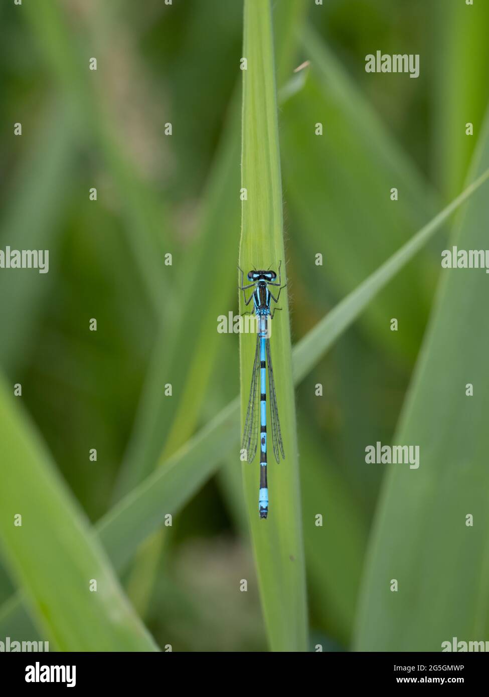 A male Azure Damselfly (Coenagrion puella), perched on a reed leaf. Stock Photo