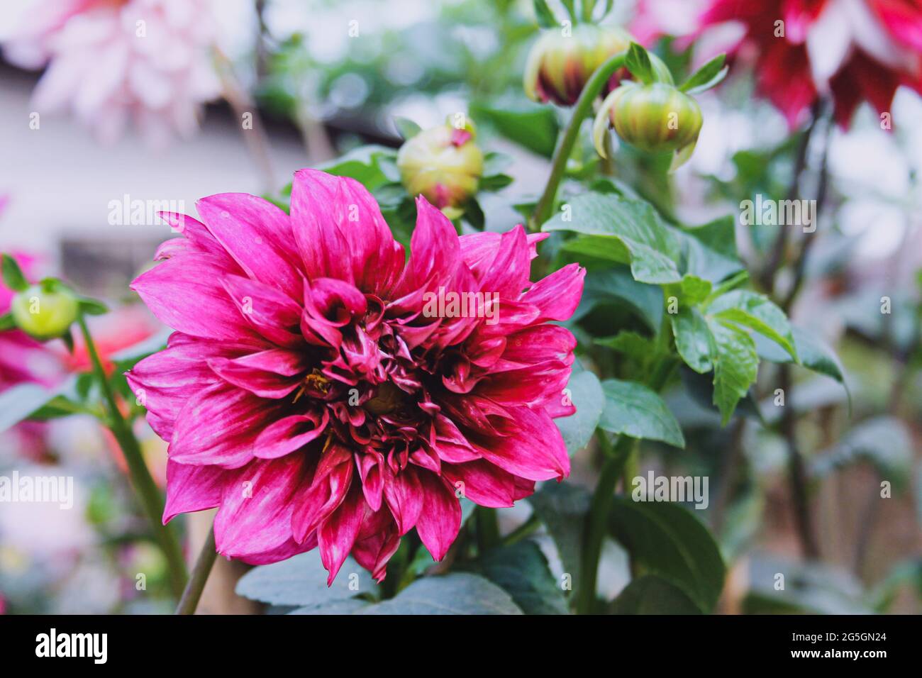 A beautiful view of flowers with pink petals growing on the bush in the ...