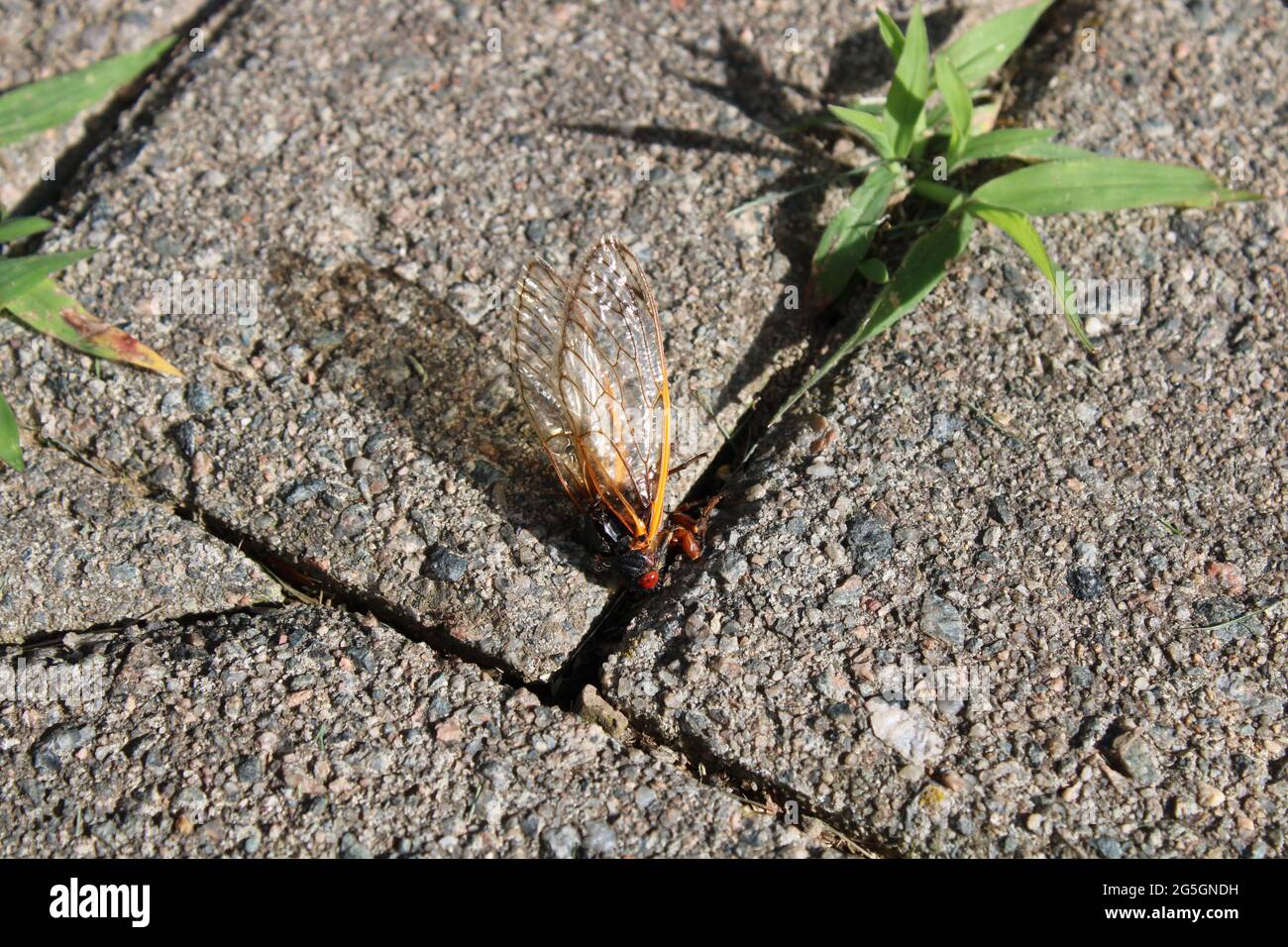 A Dead Periodical Cicada on a Stone Walkway Stock Photo