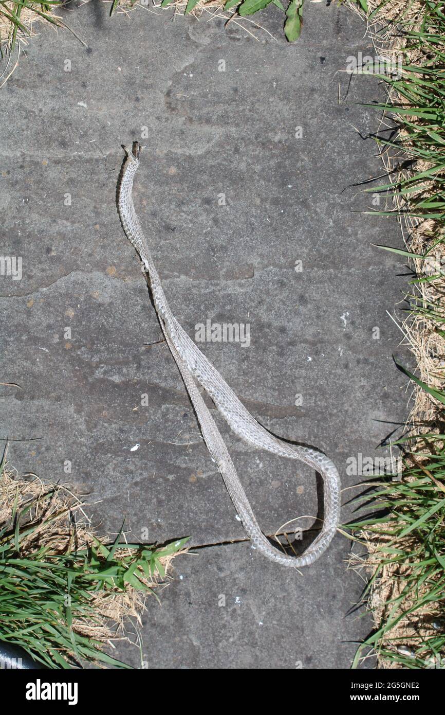 A Shed Garter Snake Skin Stock Photo