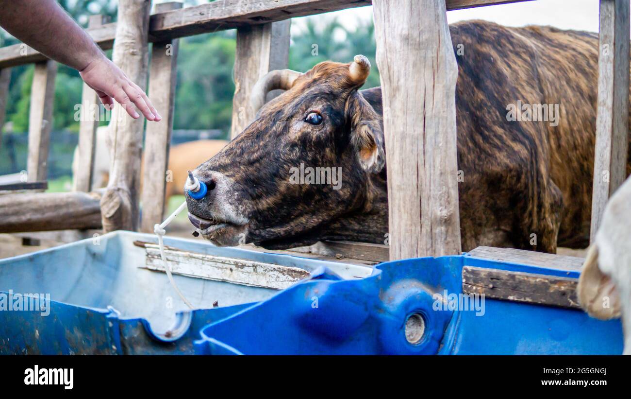 A big brown cow eating compound feed from a blue container at the farm