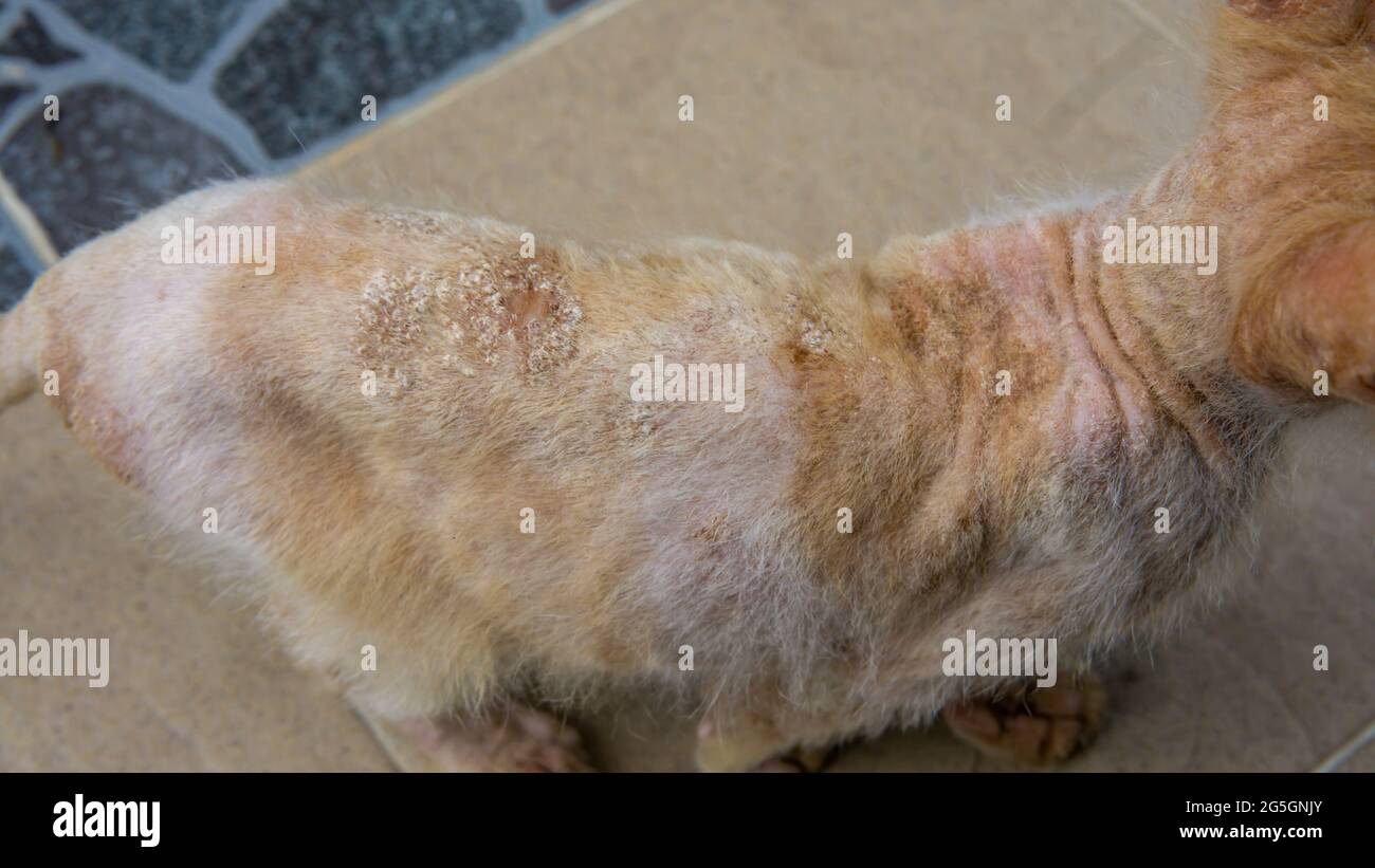 A closeup of skin fungal infection at the back of a stray orange cat's body - skin diseases by fungus Stock Photo