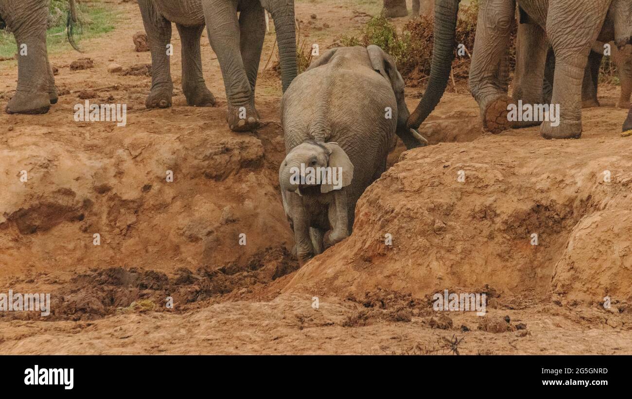 A baby elephant at one of the watering holes in Addo Elephant National Park, South Africa Stock Photo