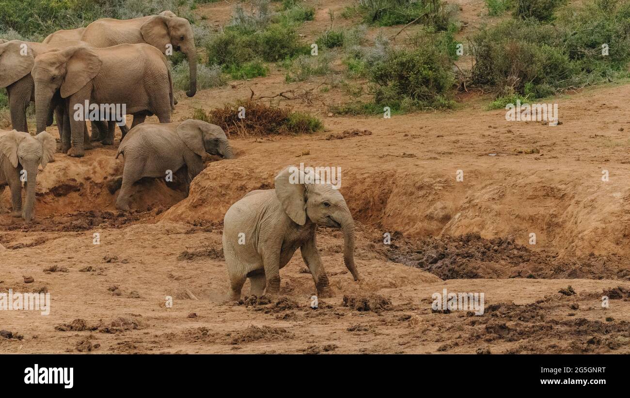 A baby elephant at one of the watering holes in Addo Elephant National Park, South Africa Stock Photo