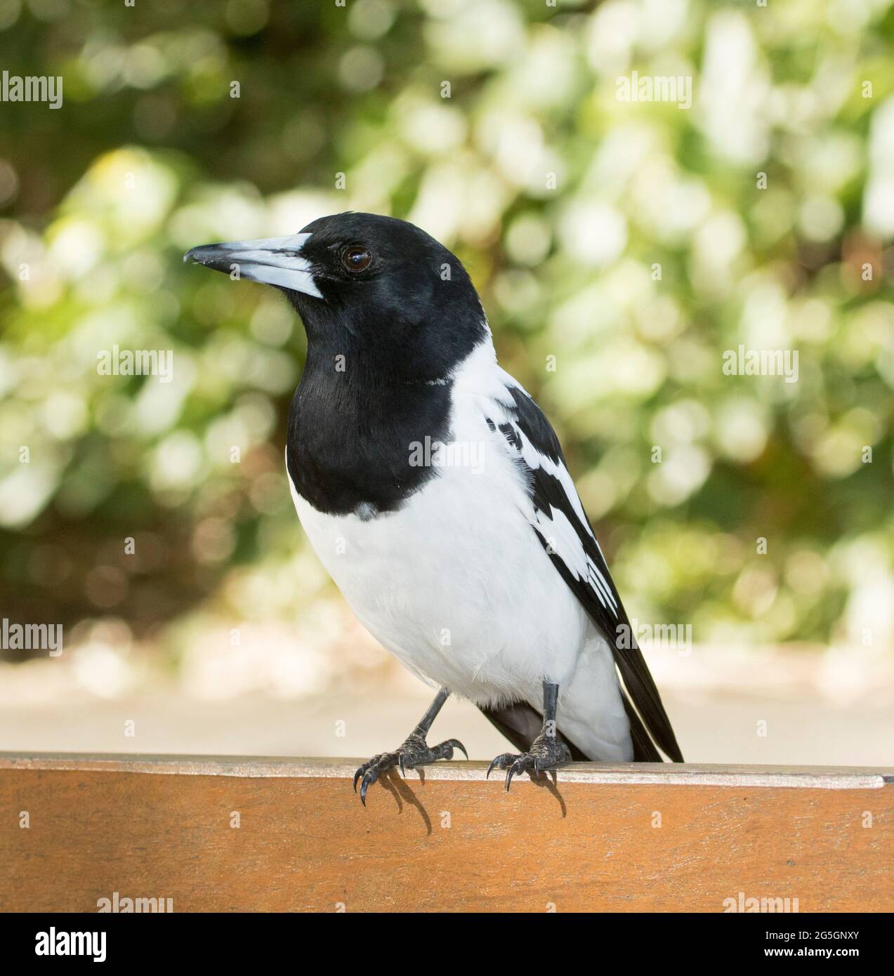 Pied Butcherbird, Cracticus nigrogularis, with alert expression, on a bench against a background of green foliage in a city park in Australia Stock Photo