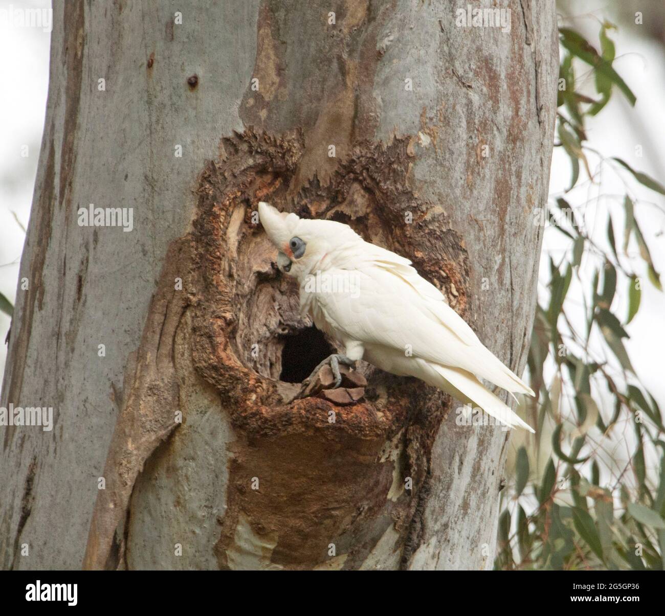 Cockatoos in a nest hires stock photography and images Alamy