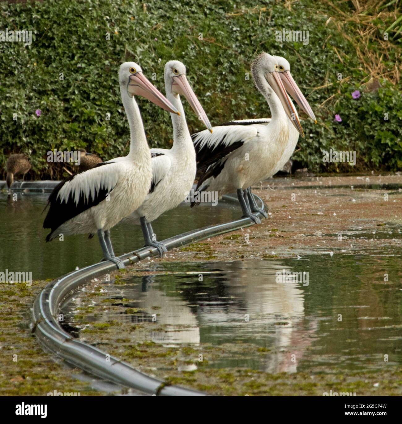 Trio of pelicans, Pelecanus conspicillatus, perched on an irrigation pipe and reflected in calm water of a lake in a city park in Queensland Australia Stock Photo