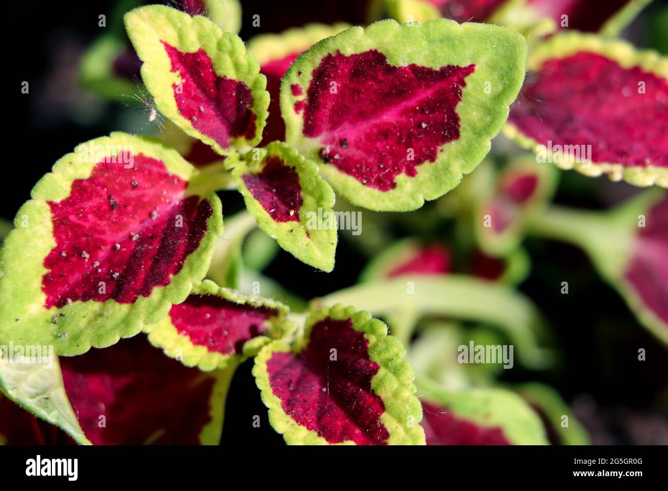 Plant with red and green leaves. Red and green plant in garden in macro style. Stock Photo