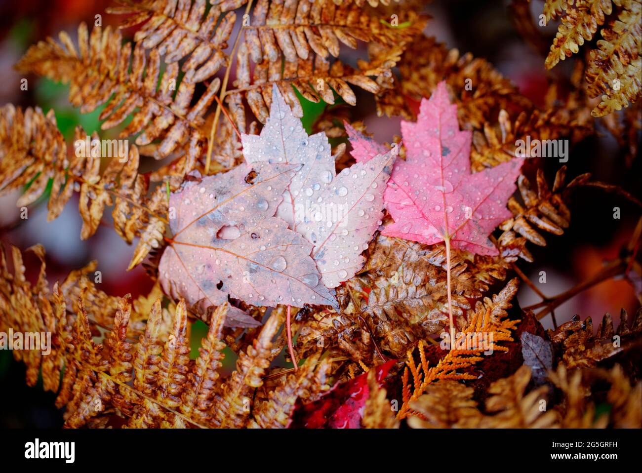 Autumn Fall Foliage. Rain drops on maple leaves Stock Photo