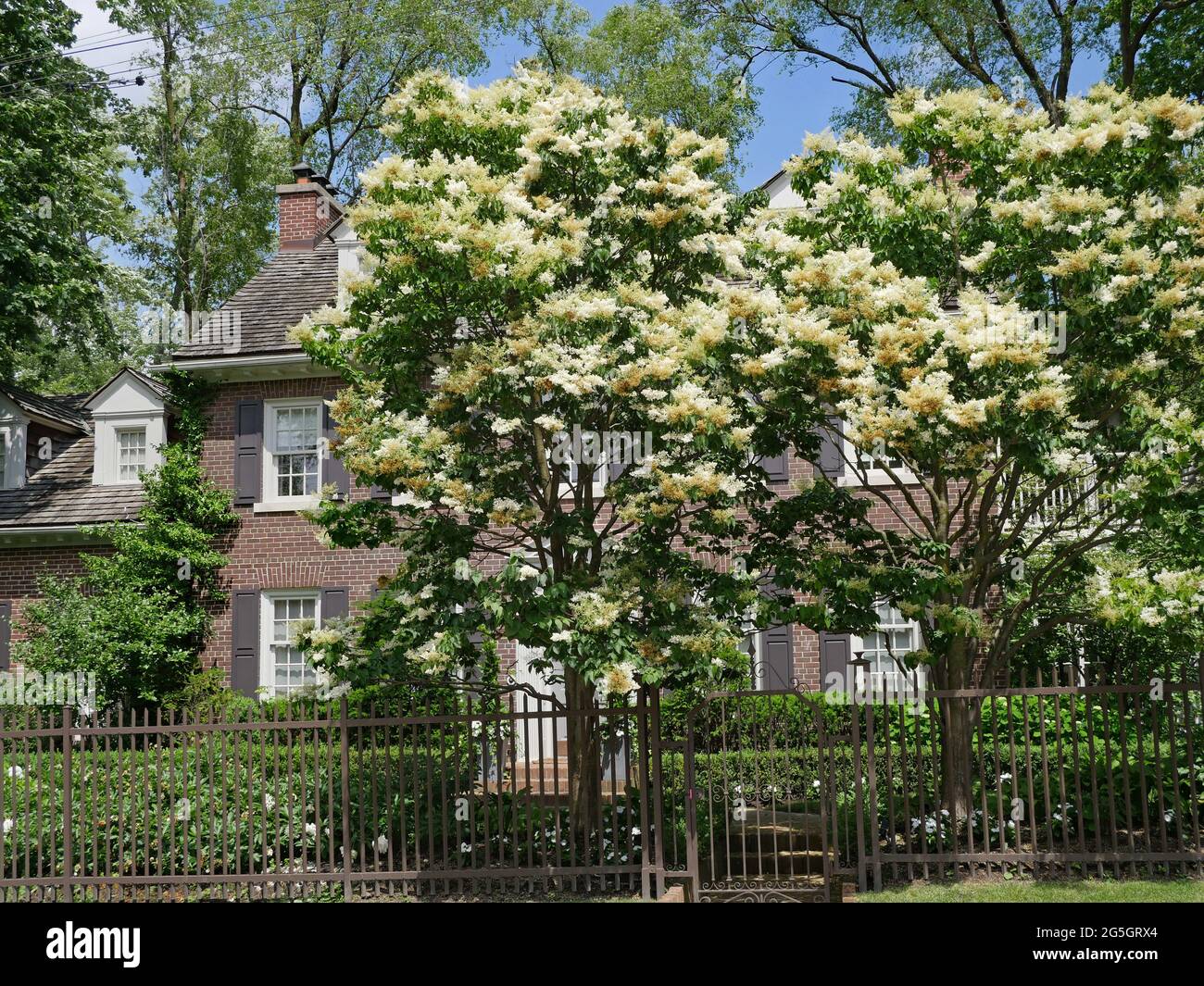 Traditional brick house with iron fence and two linden trees blooming in front garden Stock Photo