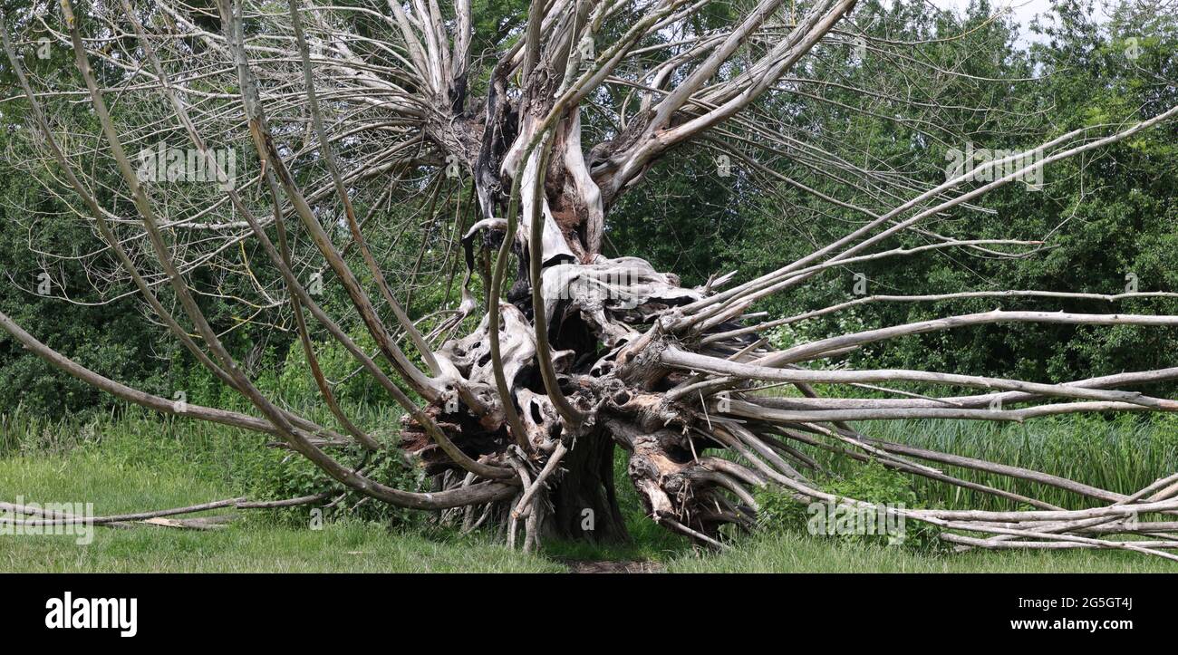 Dead tree seen as a sculpture in England, UK Stock Photo - Alamy