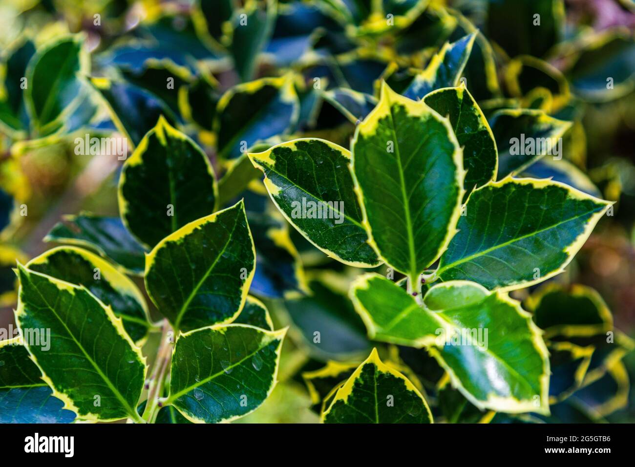 Leaves texture. Yellow-green leaves. Plants in the garden. Stock Photo