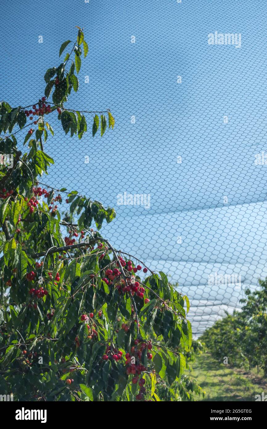 Kirschen-Plantage im Alten Land bei Jork. Stock Photo