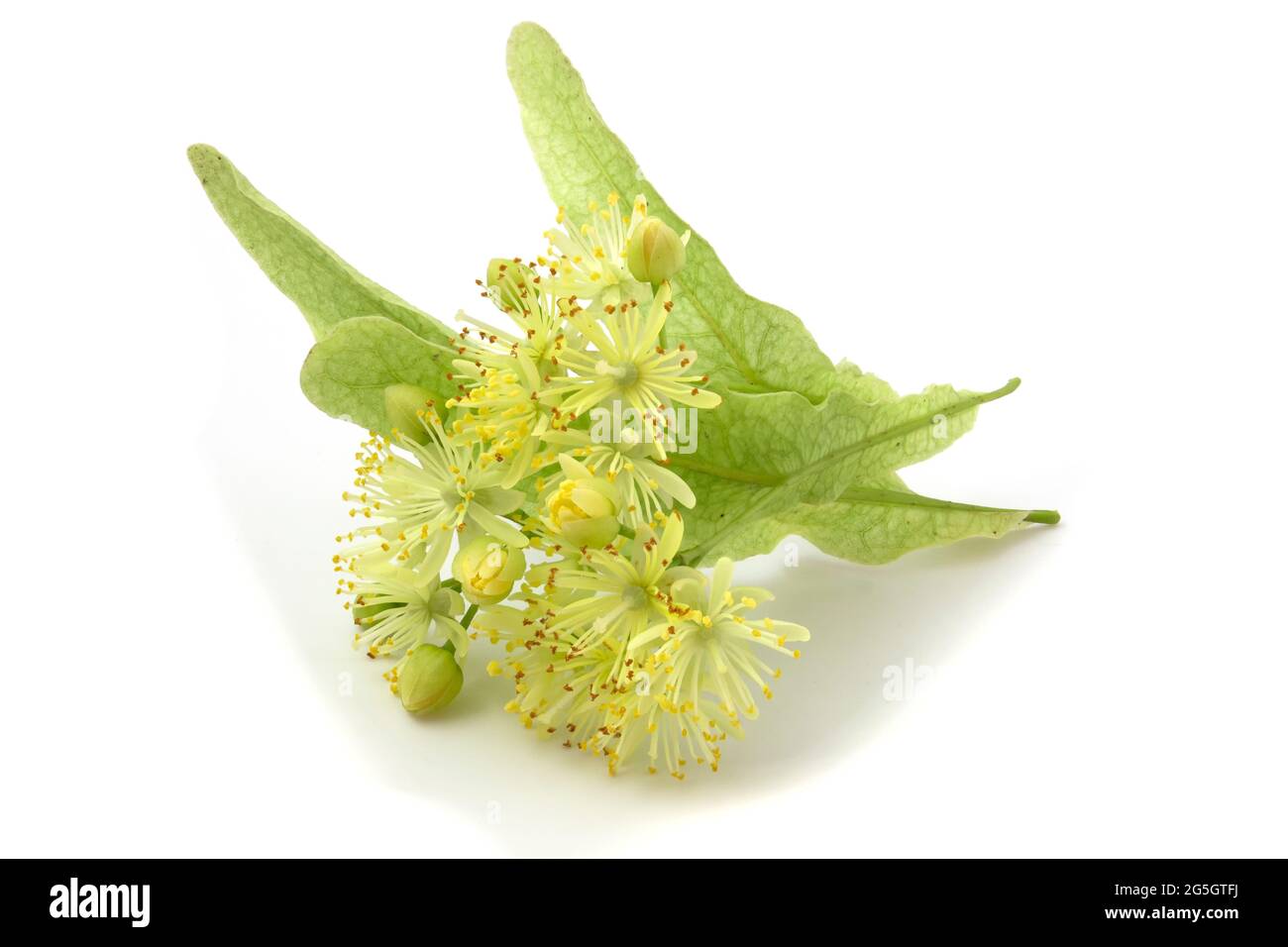 Linden flowers isolated on white background Stock Photo