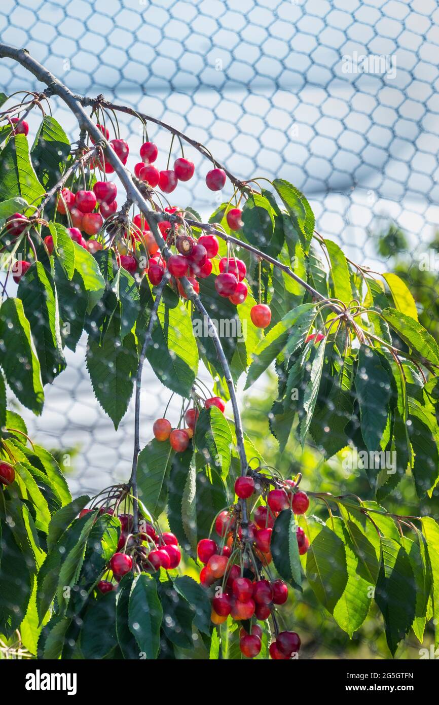 Kirschen-Plantage im Alten Land bei Jork. Stock Photo