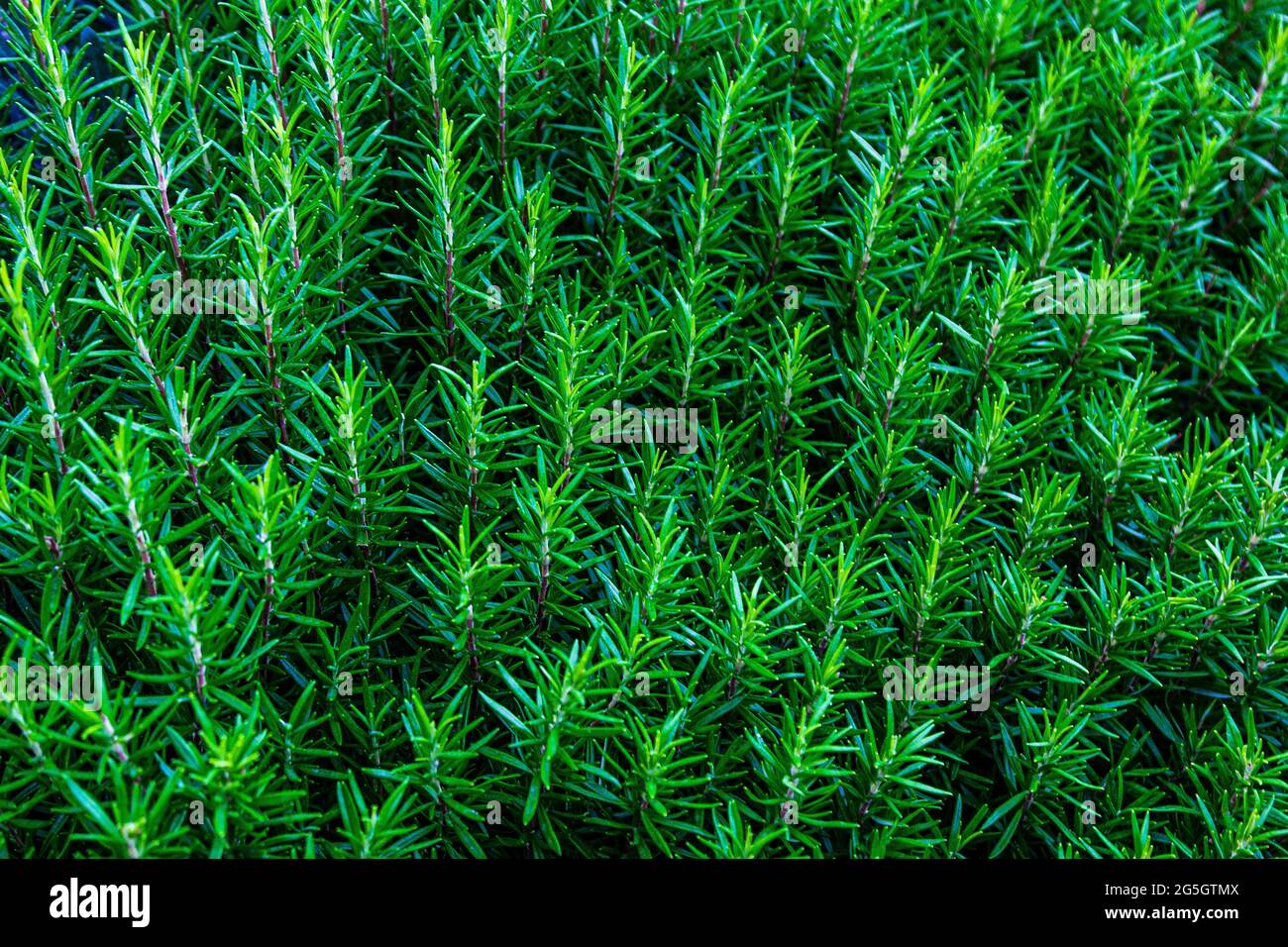 Thick plants. Plant texture. Plant sprouts. Thick grass. Stock Photo