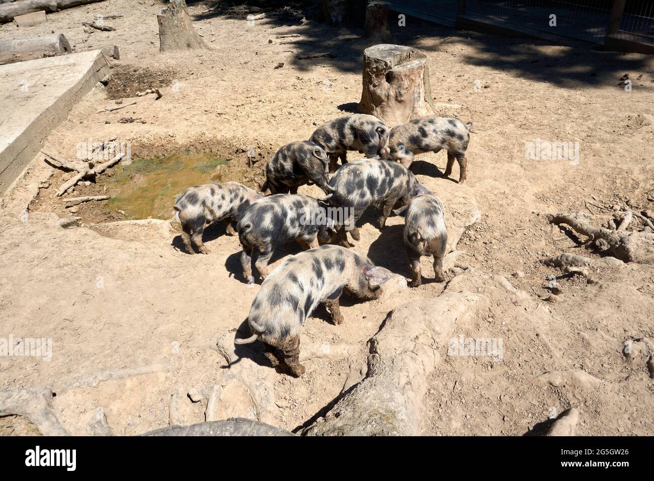 A shot of a group of pigs Stock Photo