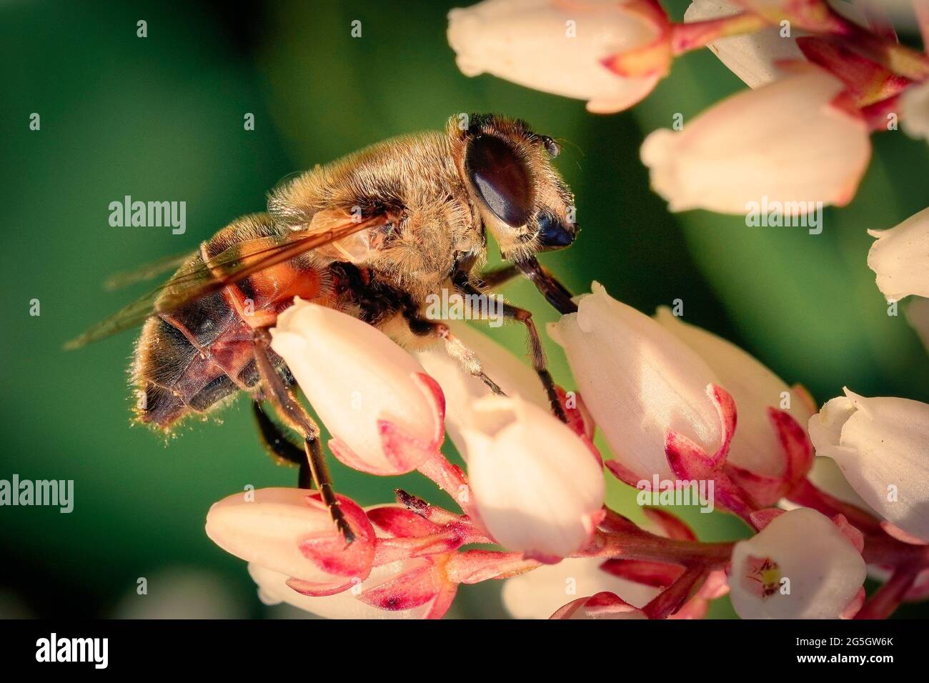 Cute bee flowers hi-res stock photography and images - Alamy