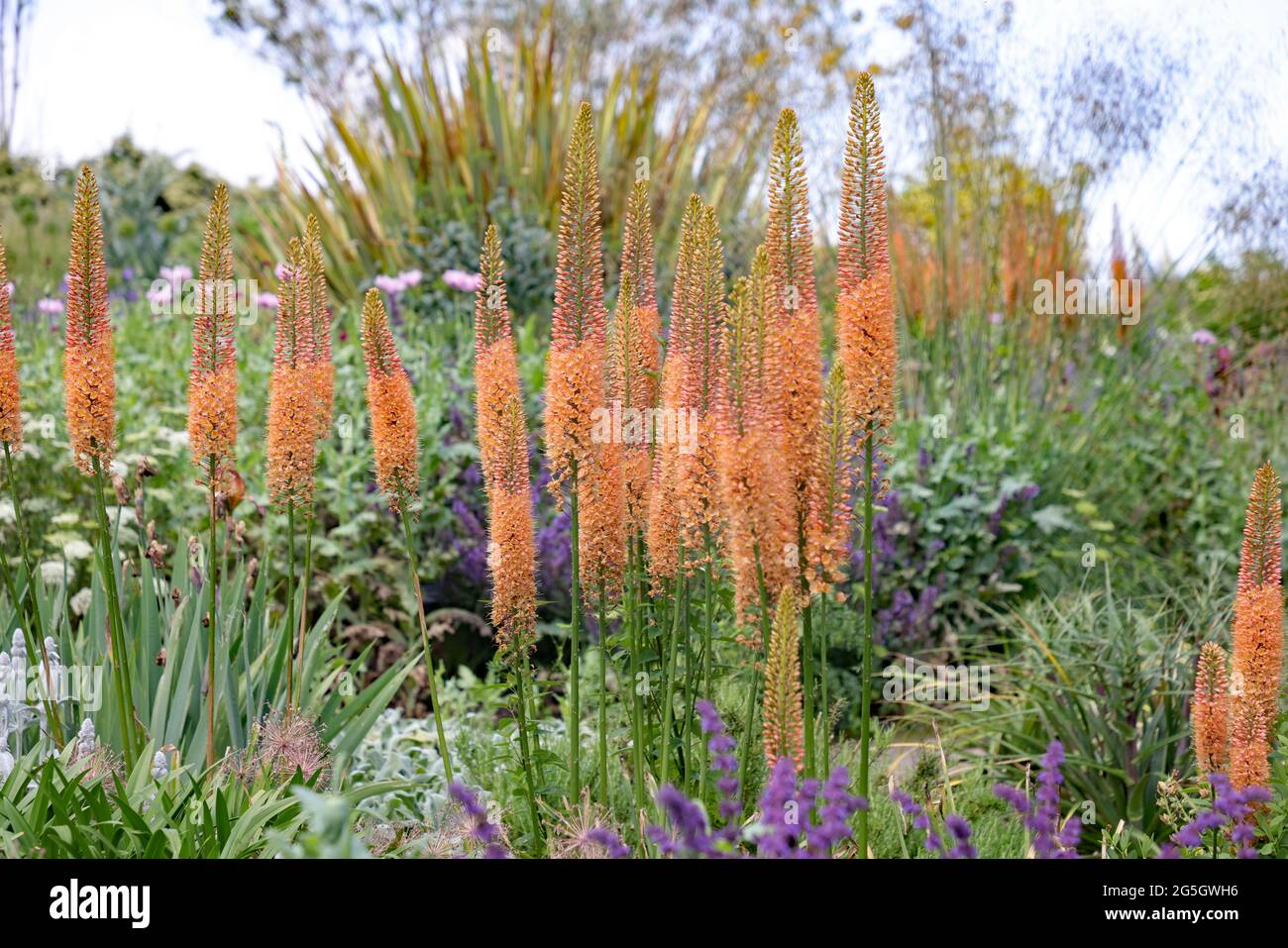 Eremurus cleopatra hi res stock photography and images Alamy