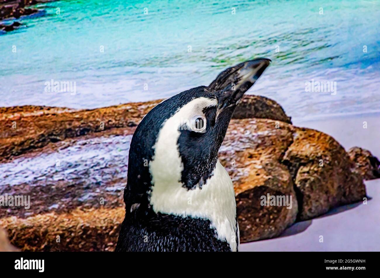 Flop, an African penguin, is pictured at Mississippi Aquarium, June 24, 2021, in Gulfport, Mississippi. Stock Photo