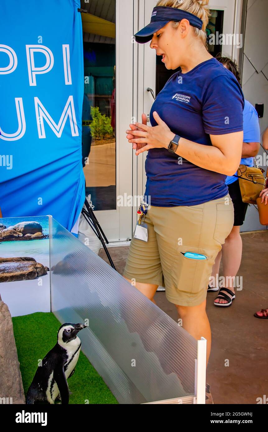 An animal care specialist stands beside Flop, an African penguin, at Mississippi Aquarium, June 24, 2021, in Gulfport, Mississippi. Stock Photo
