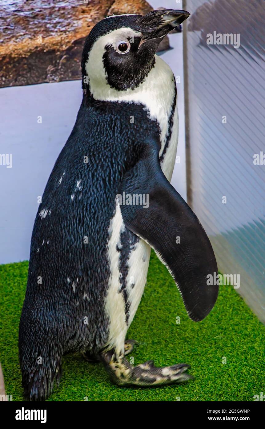 Flop, an African penguin, is pictured at Mississippi Aquarium, June 24, 2021, in Gulfport, Mississippi. Stock Photo