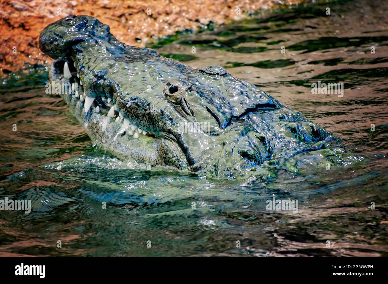 An American crocodile swims in the water at Mississippi Aquarium, June 24, 2021, in Gulfport, Mississippi. Stock Photo