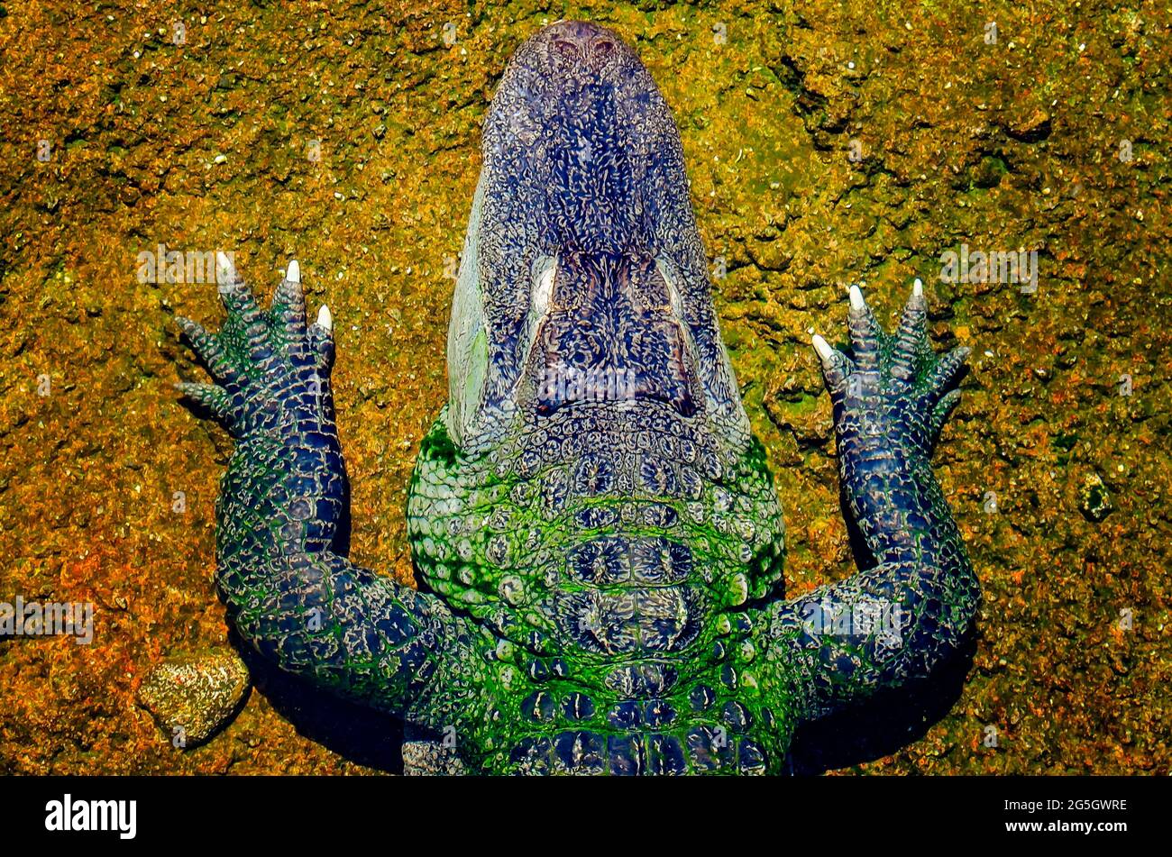 An American alligator is pictured from above at Mississippi Aquarium, June 24, 2021, in Gulfport, Mississippi. Stock Photo