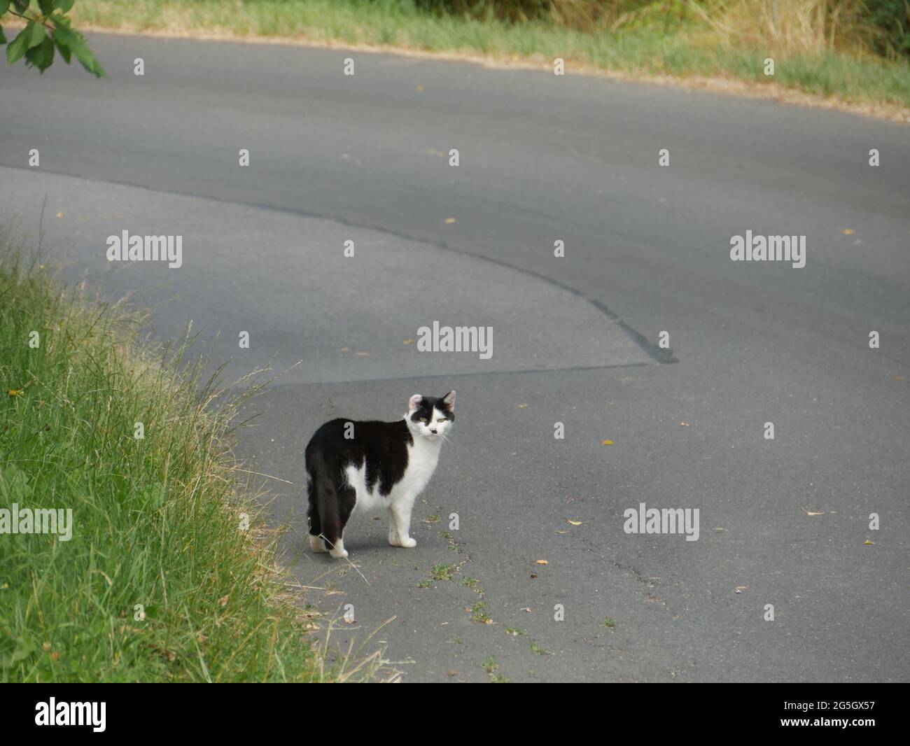 A view of a white and black cat standing on the road near the grass ...