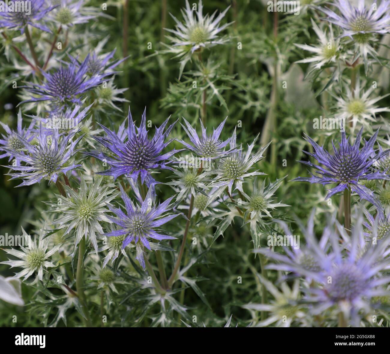 Flowers and leaves of Eryngium bourgatii Pico s Amethyst.. Stock Photo