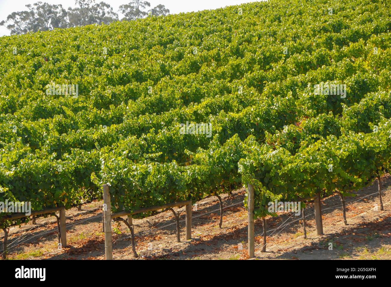 Vines Growing Grapes for Wine Stock Photo Alamy