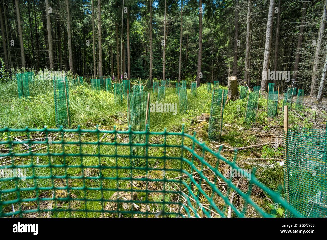 Plastic in the forest as used to protect and support newly planted