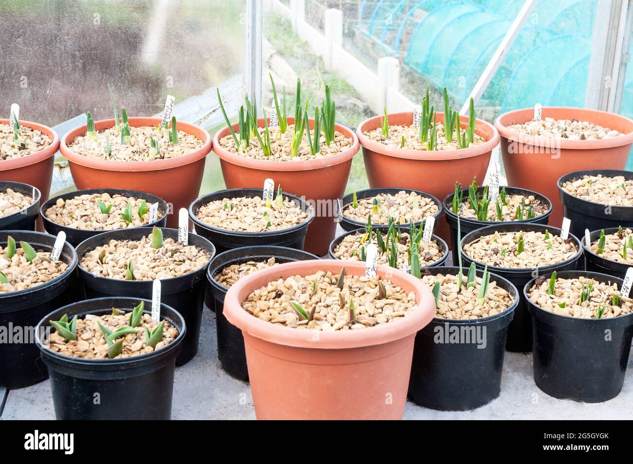 Decorative gravel hires stock photography and images Alamy