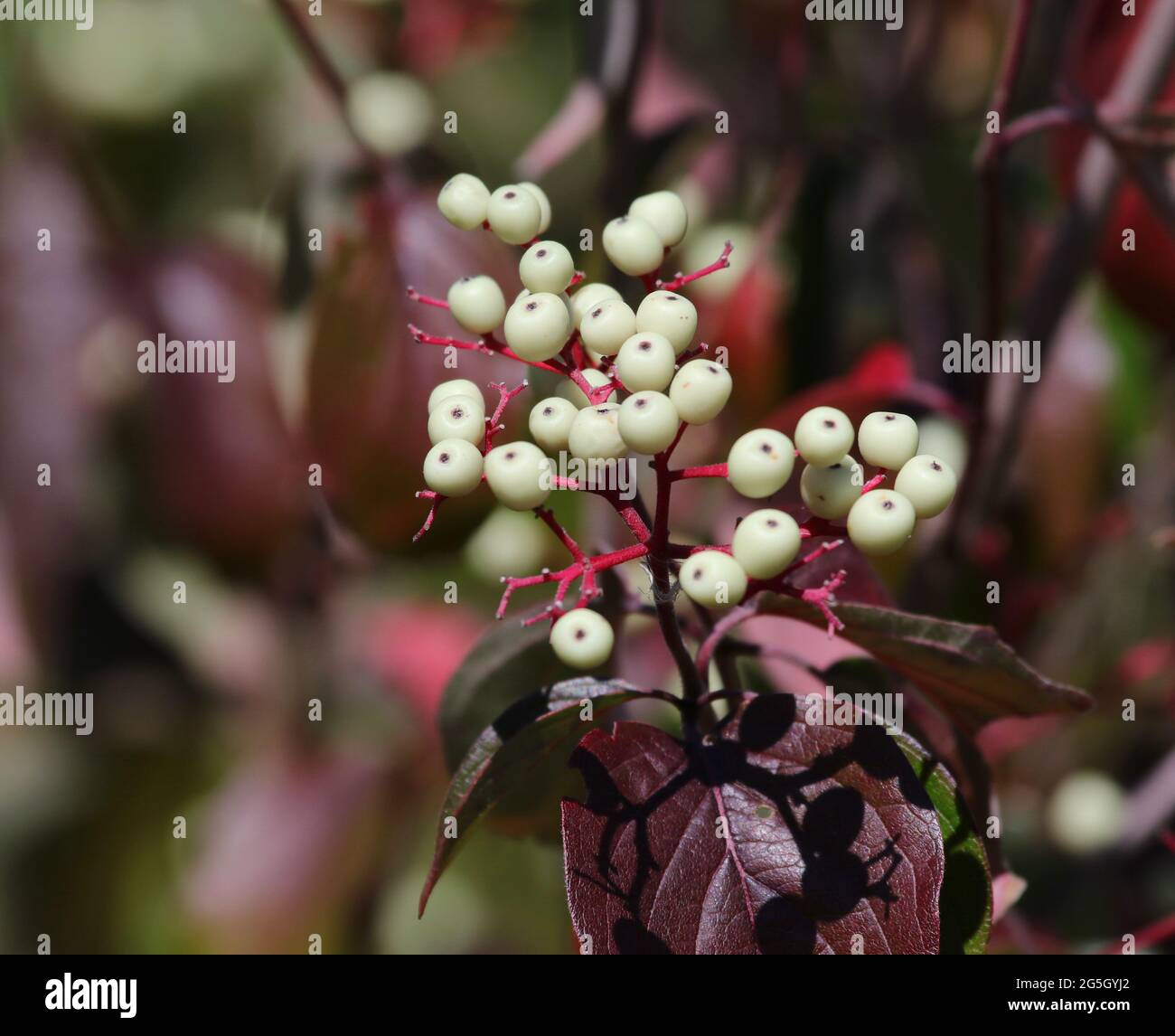 Red Osier Dogwood (Cornus sericea) berries, shot in Waterloo, Ontario, Canada. Stock Photo