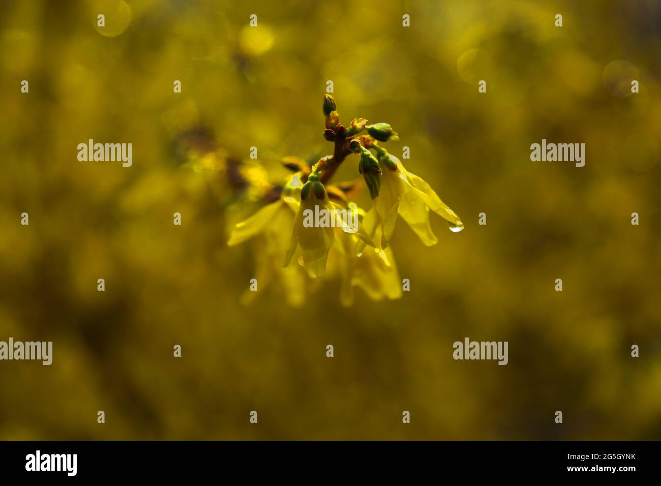 A branch of flowering Forsythia emerging from the bush. Stock Photo